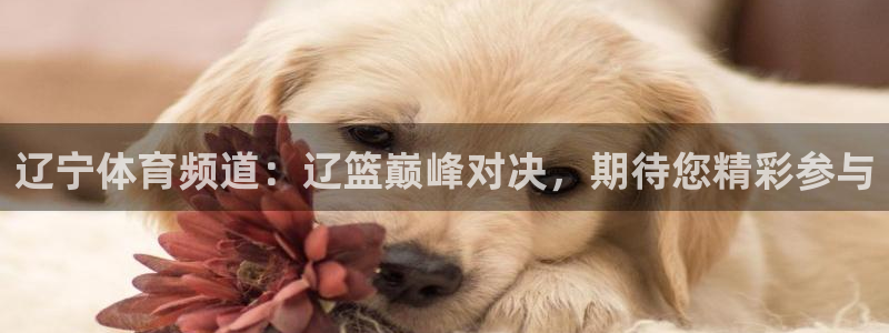 乐球直播高清直播：辽宁体育频道：辽篮巅峰对决，期待您精彩参与